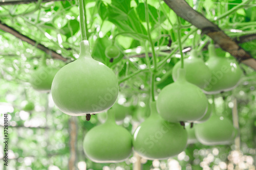 Foto Closeup green bottle gourd or calabash gourd on branch, selective focus