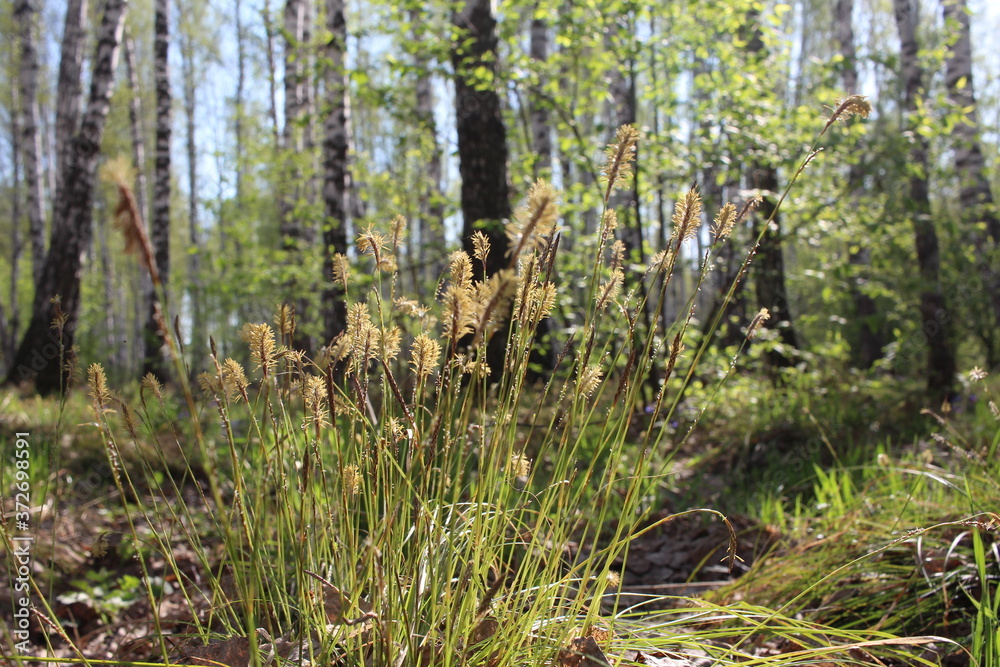 flowers in fresh green grass in spring growing on the ground in the forest flowers in fresh green grass in spring growing on the ground in the forest