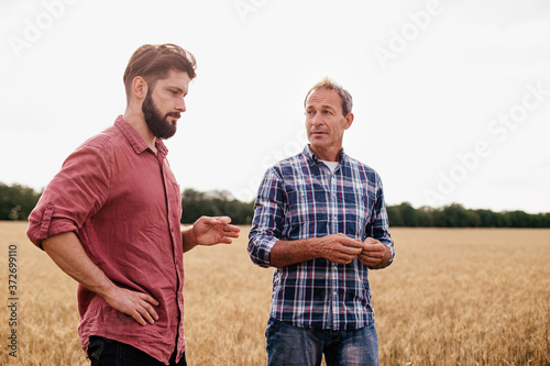 Two farmers stand in a wheat field .Agronomists discuss harvest and crops among ears of wheat