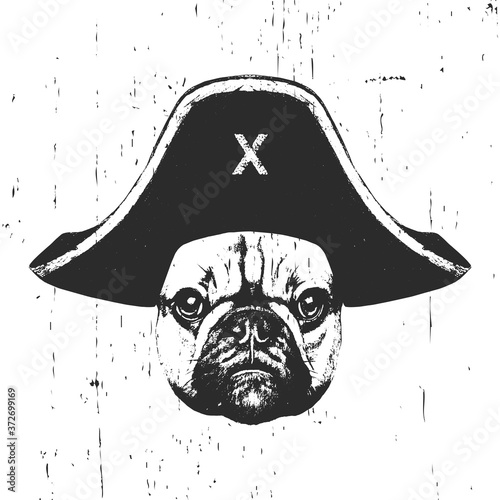 Portrait of French Bulldog with pirate hat. Vector. 
