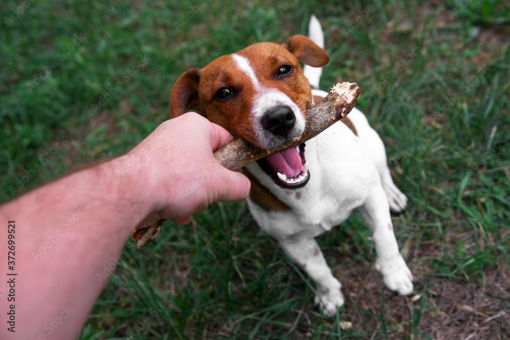 Dog jack russell terrier gnaws a stick. dog jack russell terrier gnaws a stick. Animal health and care concept. Blurred image, selective focus. No focus