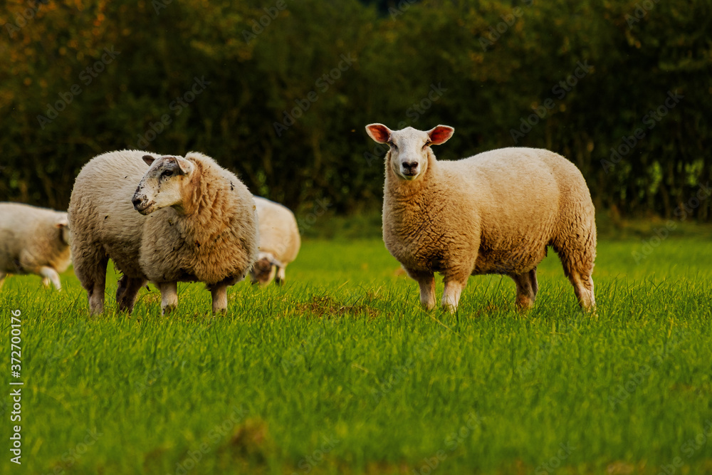 Fototapeta premium Sheep and lamb in the field