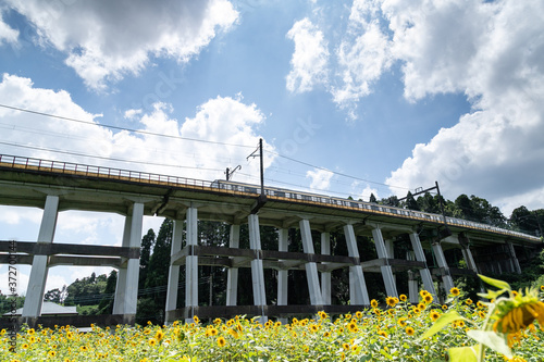 鉄道高架橋とひまわり畑 千葉県大網白里市 日本