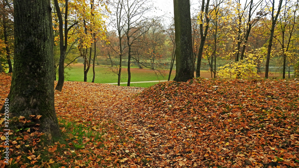 Obraz premium autumn leaves of deciduous trees painted in different colors in the Podlasie region in Poland 2019