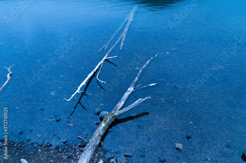 湖の流木 © 藤木N鮭