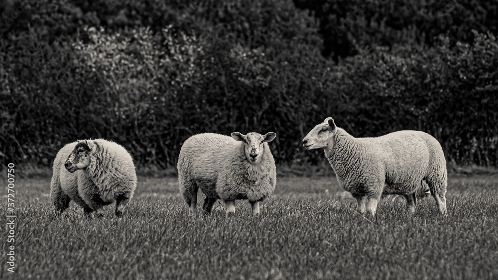 Obraz premium Sheep and lamb in the field