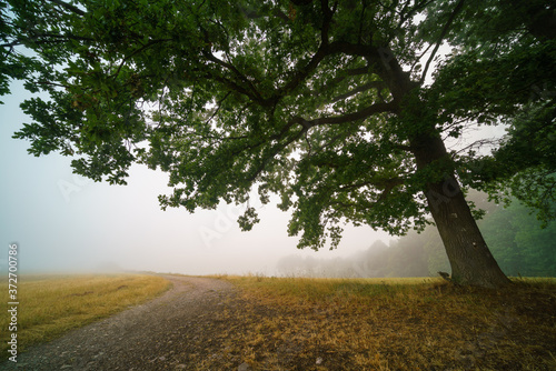 Dirt road and tree in fog