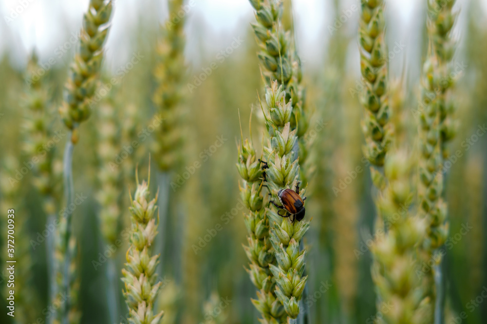 A pest beetle on the ears of wheat. Control of harmful insects in agriculture. High quality photo