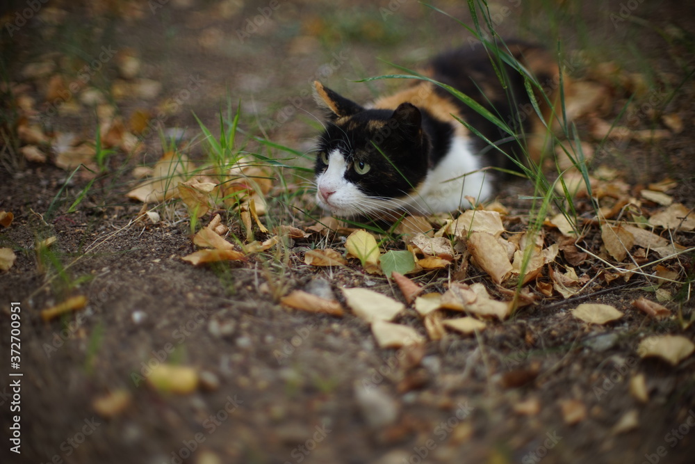 Funny tricolor cat hunts in summer garden