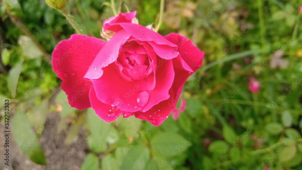 pink rose flower