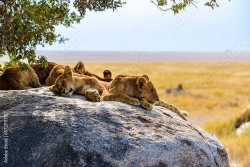 Group of young lions lying on rocks - beautiful scenery of savanna at sunset. Wildlife Safari in Serengeti National Park, Masai Mara, Tanzania, Africa