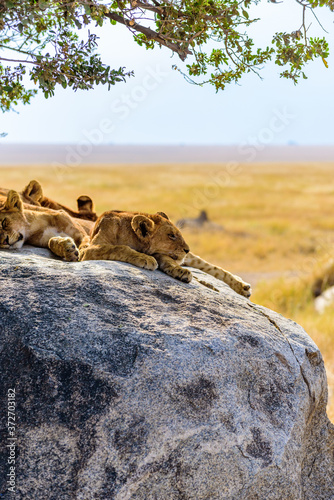 Fototapeta Group of young lions lying on rocks - beautiful scenery of savanna at sunset