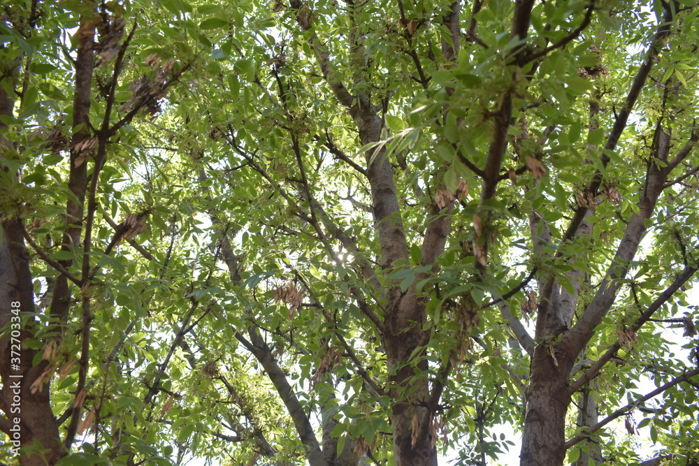 green leaves on the tree green leaves on the tree