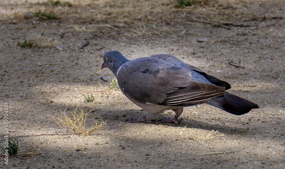 Fototapeta premium Paloma posada en el suelo
