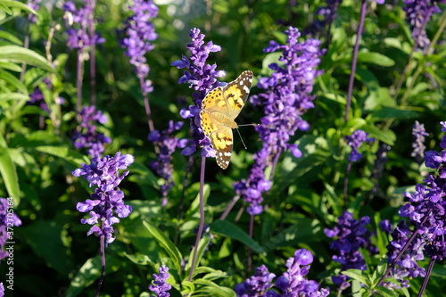Schmetterling © ariba