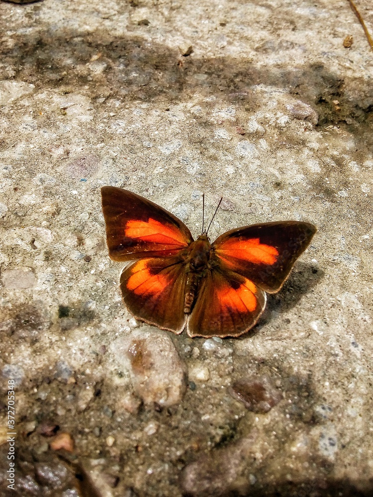 butterfly on flower butterfly on flower