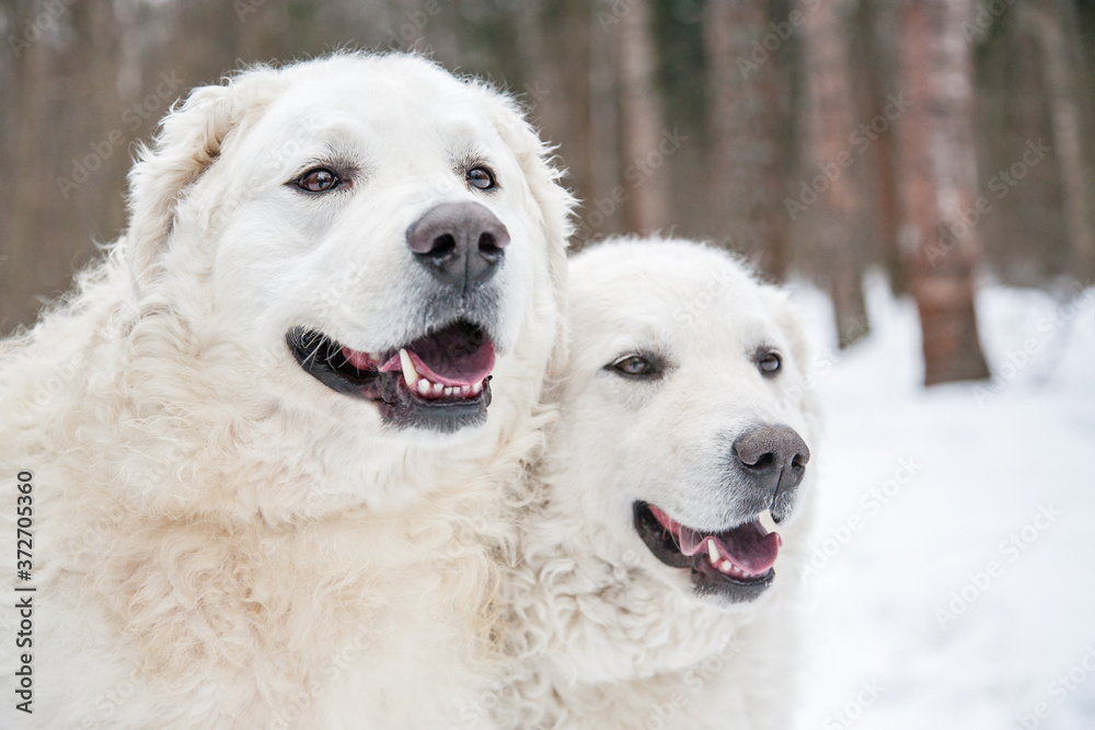 white shepherd dogs on the background of snow.dog breed the kuvasz look at the camera.