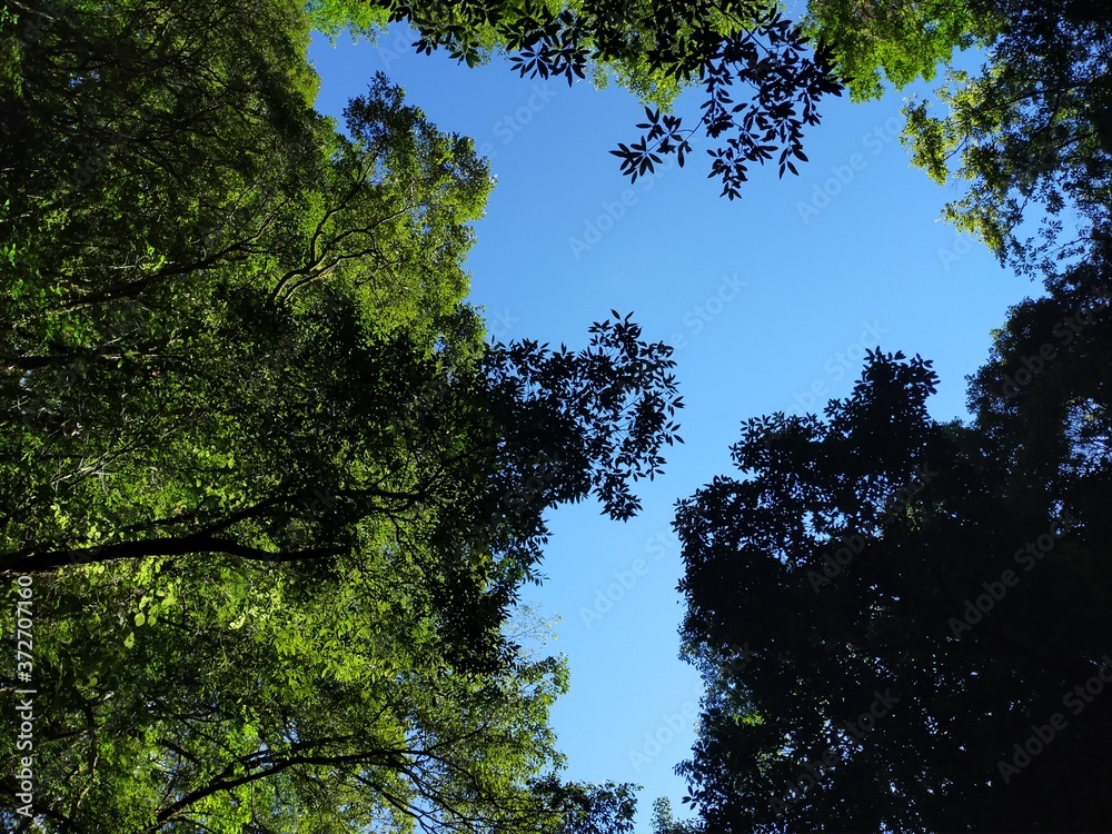 Fototapeta premium 樹木の中の小さな青空