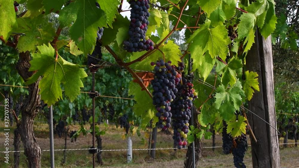 Beautiful bunches of black grapes hang from rows of vines and sway in the wind before the harvest in the Chianti Classico region near Greve in Chianti (Florence), Tuscany. Italy.