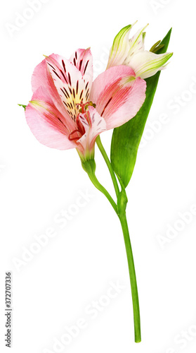 White and coral alstroemeria flowers