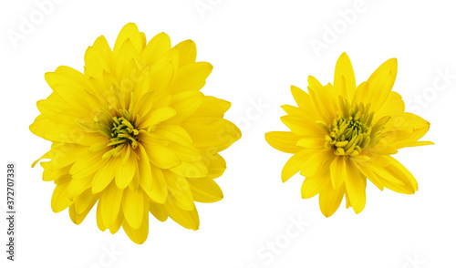 Set of yellow dissected rudbeckia flowers