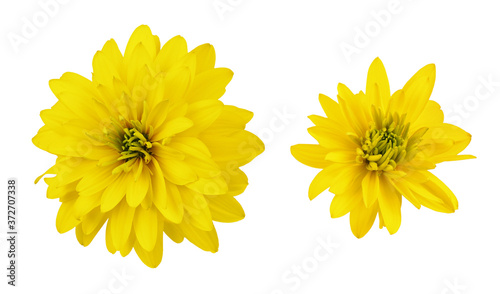 Foto Set of yellow dissected rudbeckia flowers