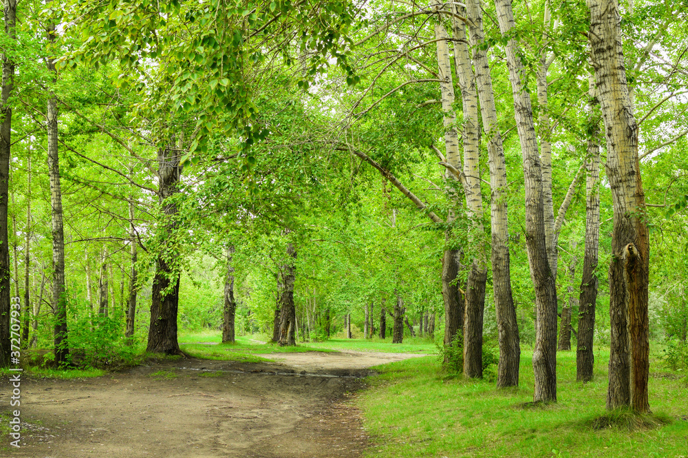 Beautiful sunny day in the forest. Road in the birch forest. Beautiful sunny day in the forest. Road in the birch forest.