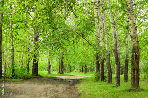 Beautiful sunny day in the forest. Road in the birch forest.