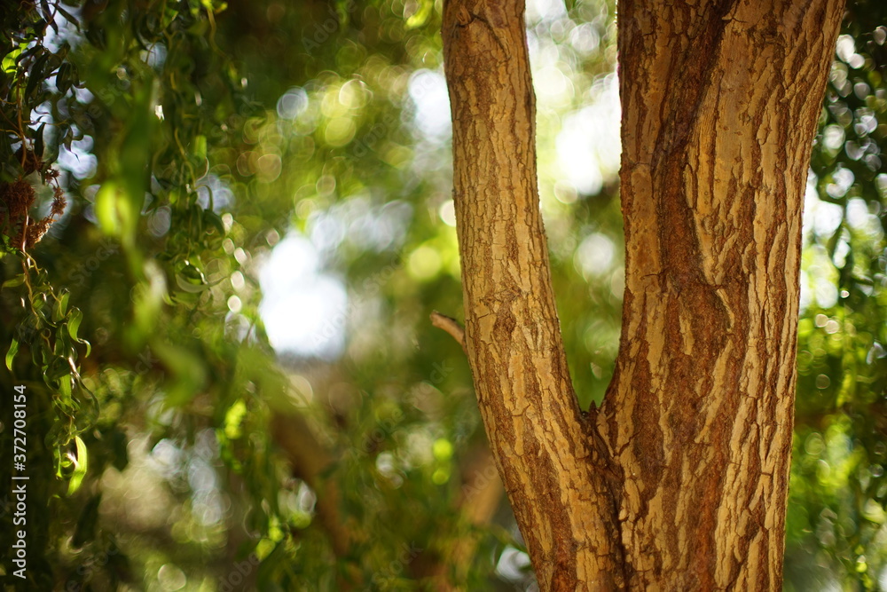 Willow curly tree with green leaves. Summer day with warm sunlight and art bokeh Willow curly tree with green leaves. Summer day with warm sunlight and art bokeh