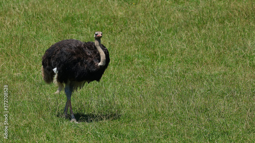 Ésta avestruz fue fotografiada en el Parque de la Naturaleza de Cabárceno, Cantabria, España.