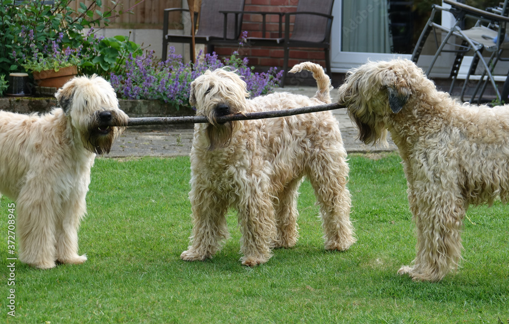 Wheatens with a stick