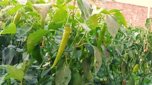 Organic green peppers growing in the garden