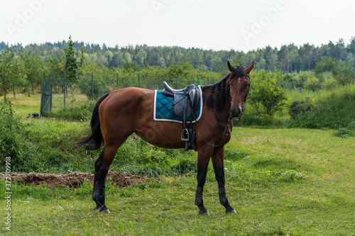 Beautiful horse with saddle in nature