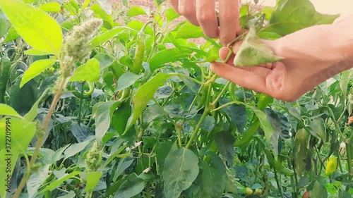Woman harvesting fresh organic green pepper in the garden on a sunny day