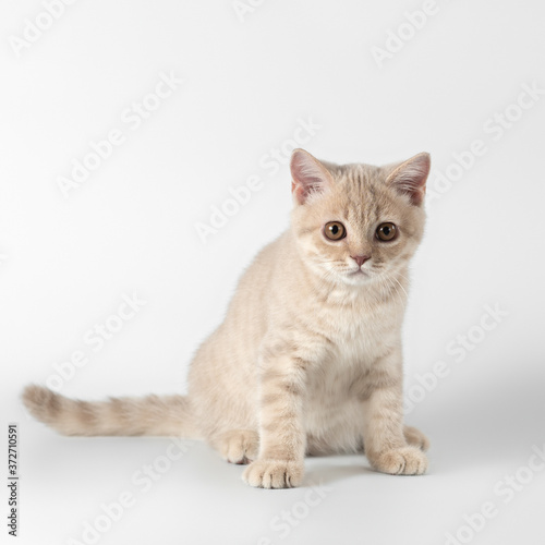 British shorthair kitten on the studio background