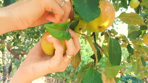 Woman harvesting fresh organic apples from the tree on a sunny day