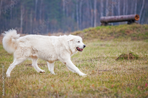 a white dog runs across the grass.Maremma autumn in the Park.The dog is in motion