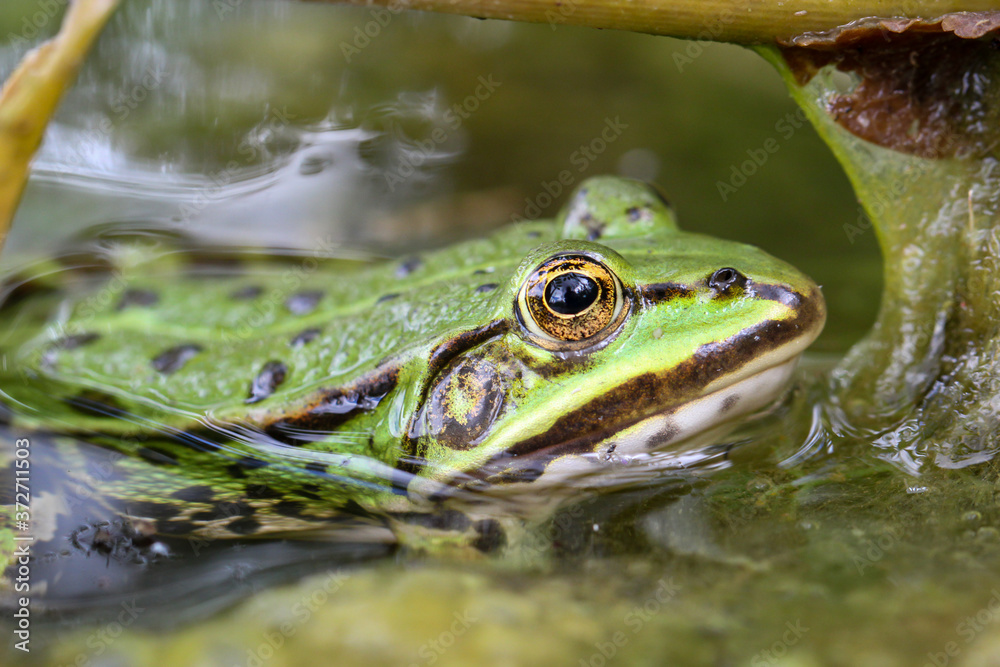 Eine Aufnahme von einem grünen Teichfrosch am Rand eines Gewässers. Eine Aufnahme von einem grünen Teichfrosch am Rand eines Gewässers.