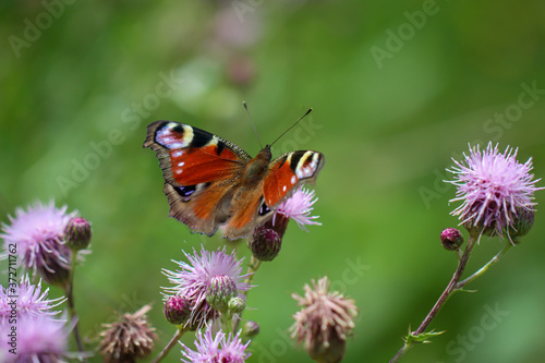 Portrait, eine Nahaufnahme eines Tagpfauenauges Schmetterling auf einer Pflanze. 