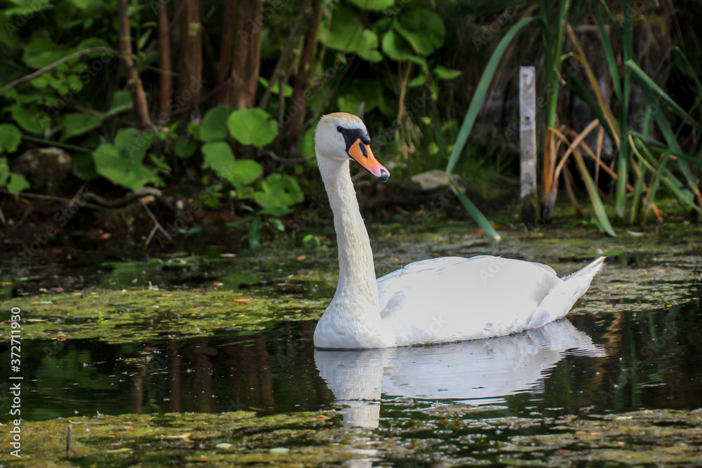 Ein Portrait eines schönen weißen Höckerschwan im Wasser.
Ein Portrait eines schönen weißen Höckerschwan im Wasser.