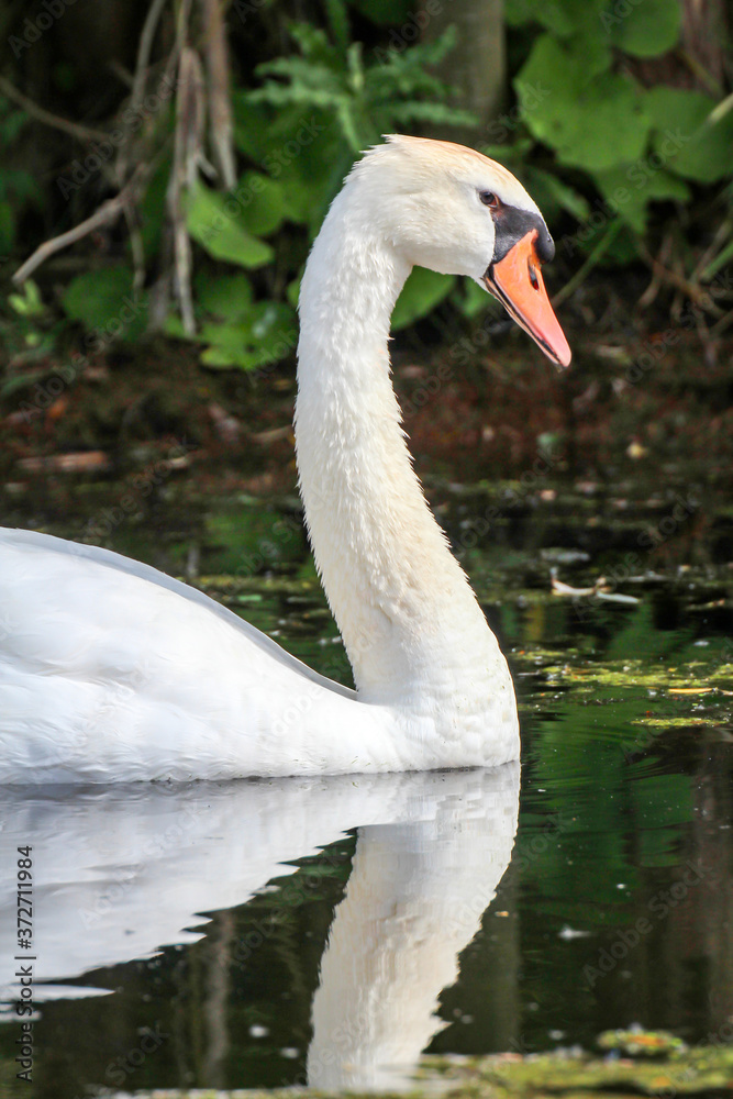 Ein Portrait eines schönen weißen Höckerschwan im Wasser.
Ein Portrait eines schönen weißen Höckerschwan im Wasser.