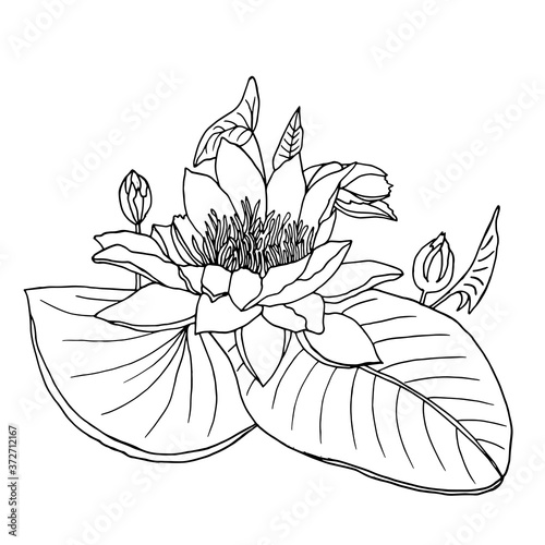 Graphic black and white water lily. Hand drawn contour lines and strokes lotus flower.