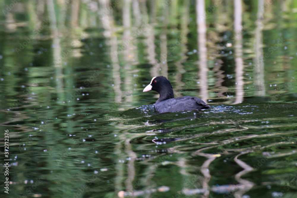 Aufnahme eines Blässhuhn im Teich. Blässhühner gehören zu den Teichrallen.
Aufnahme eines Blässhuhn im Teich. Blässhühner gehören zu den Teichrallen.