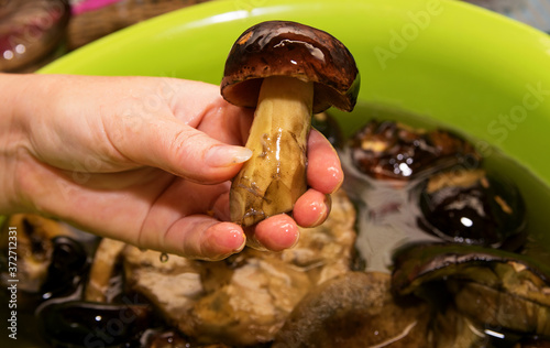 a deaf mushroom in a woman's hand is washed in cooking water photo
