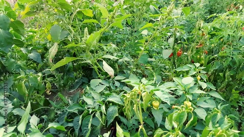 Organic peppers growing in the garden