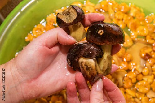 three deaf mushroom in the hand of a woman washed in cooking water photo