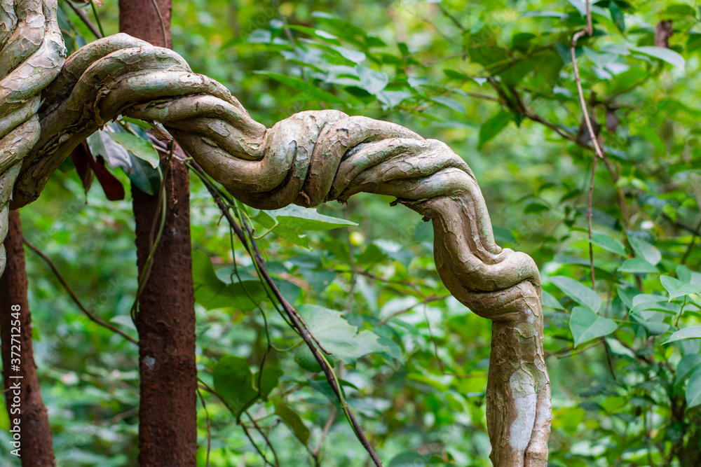 Vines that are twisted like a rope Vines that are twisted like a rope