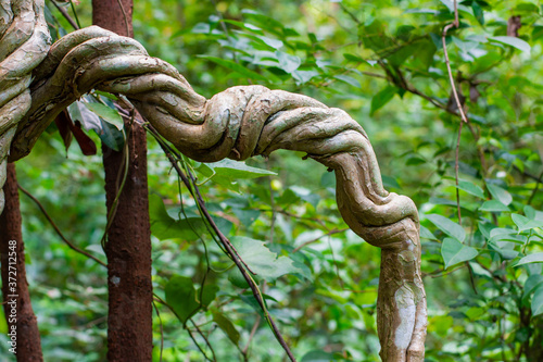 Vines that are twisted like a rope
