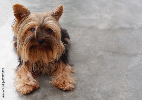 Yorkshire Terrier dog lying on a cement floor. 