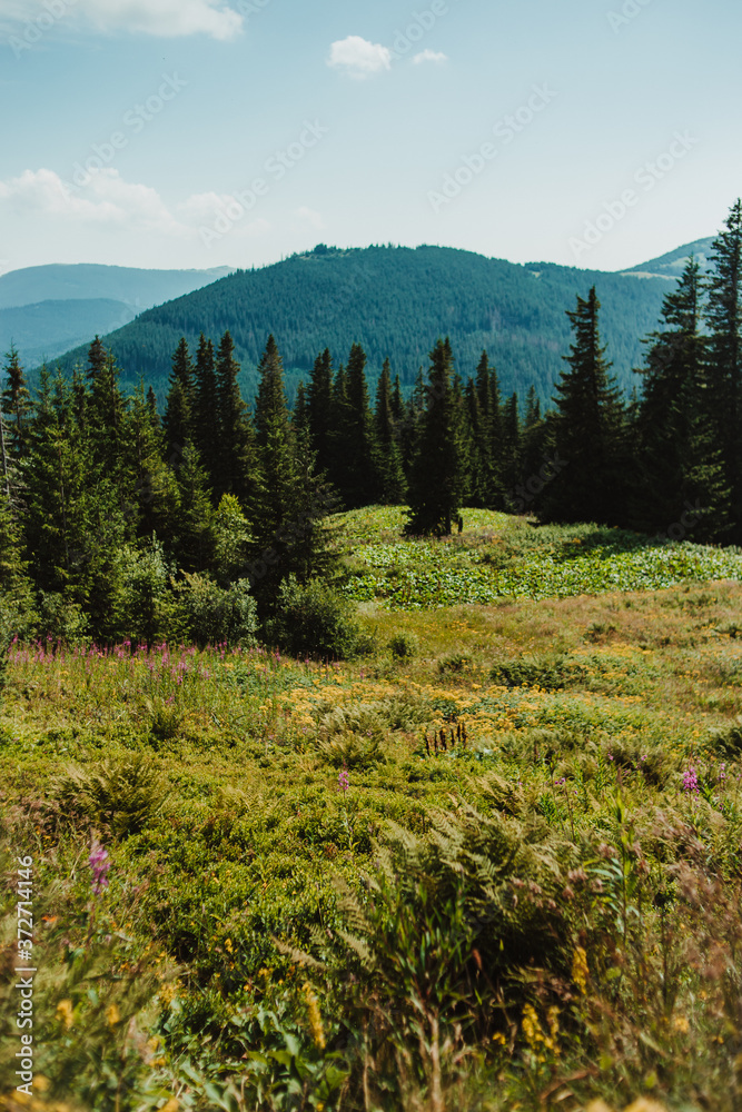 Carpathians. View of the peaks of the mountain ranges. Beautiful landscape. Carpathians. View of the peaks of the mountain ranges. Beautiful landscape.